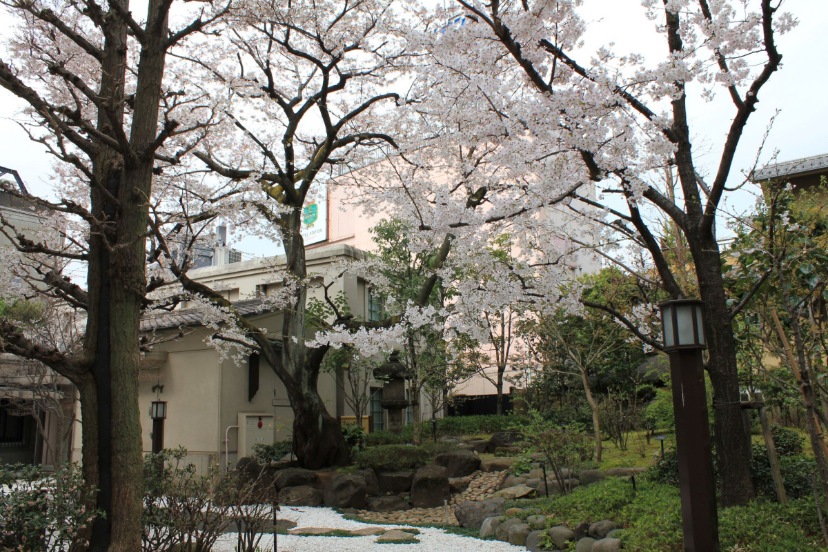 庭園（桜） 書道博物館